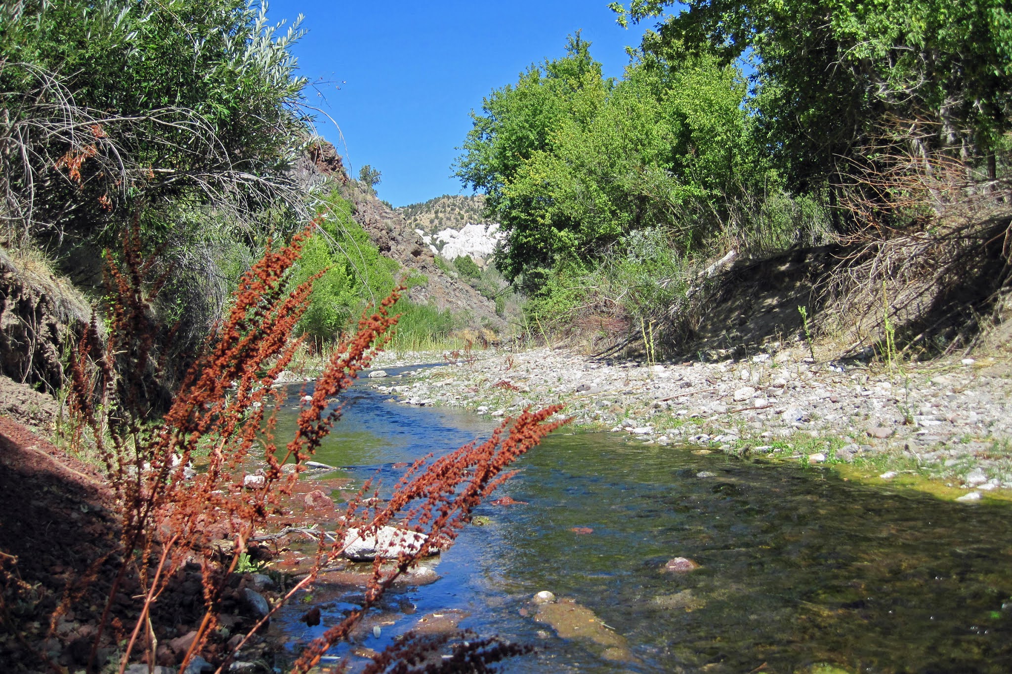 Beaver Dam Creek – Revisited – FisherDad