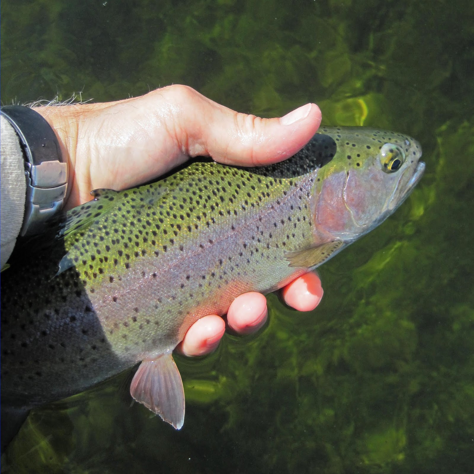 Comins Lake in White Pine County – FisherDad